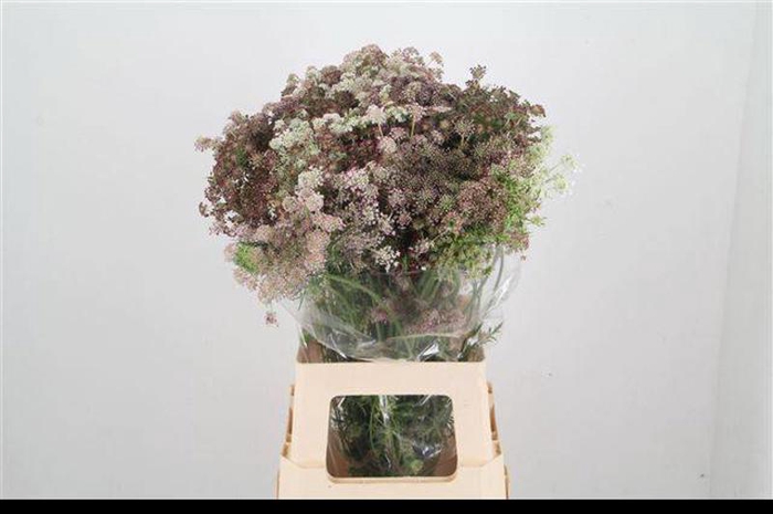 <h4>Daucus Carota Dara HMC van Eenennaam</h4>