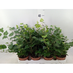 Hedera helix 'Wonder'