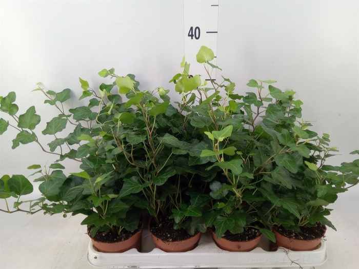 <h4>Hedera helix 'Wonder'</h4>