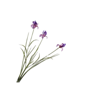 Iris 71cm paars 24/ds
