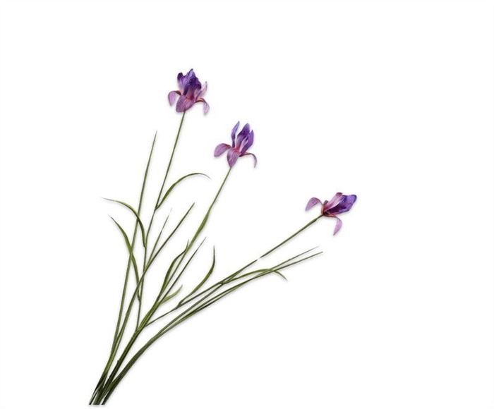 <h4>Iris 71cm paars 24/ds</h4>