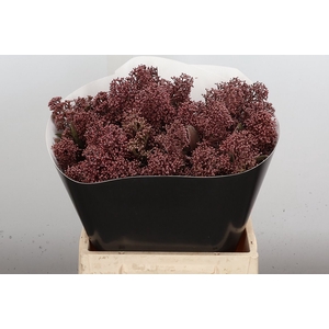 Skimmia Wx Caramel