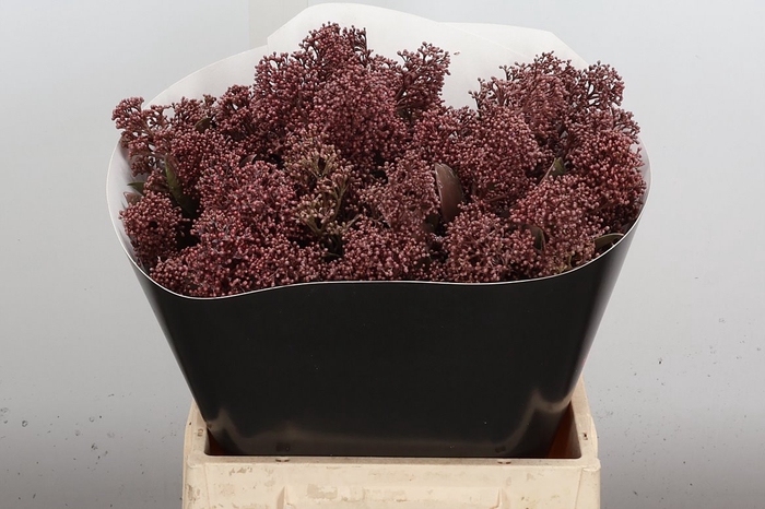<h4>Skimmia Wx Caramel</h4>