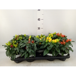 Capsicum annuum 'Favorit'   ...mix