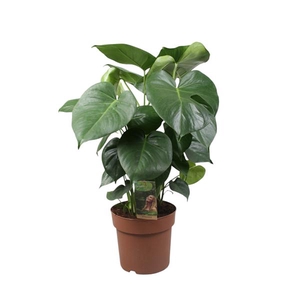 Monstera Deliciosa