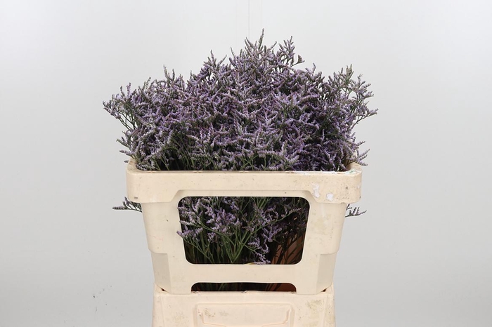 <h4>Lim Saf Lilac</h4>