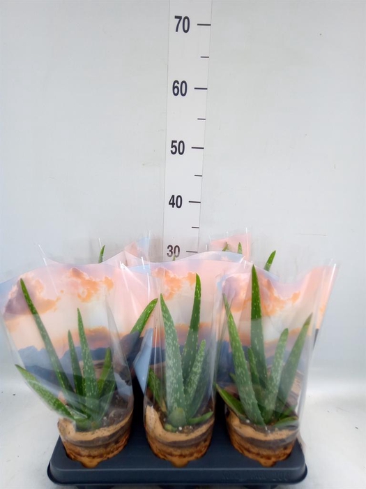 <h4>Aloe vera</h4>