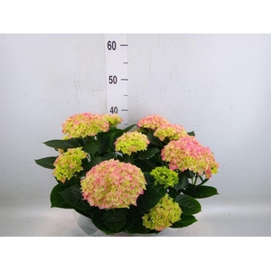 Hydrangea mac. 'Anda'