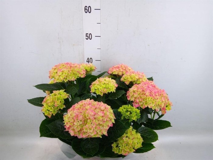 <h4>Hydrangea mac. 'Anda'</h4>