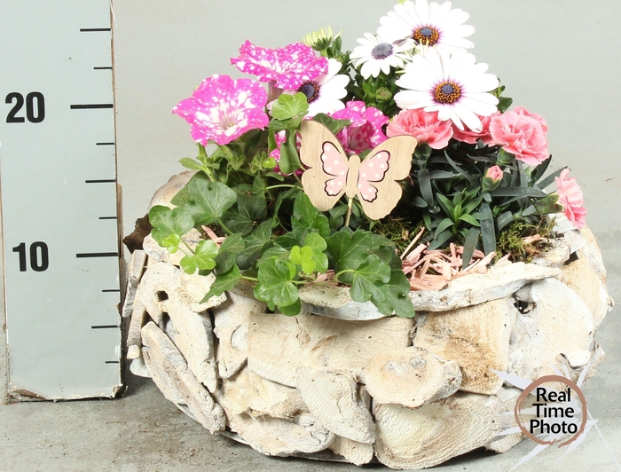 <h4>ARR TUINPLANTEN</h4>