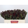 Leucadendron Saf Sunset Dark Red