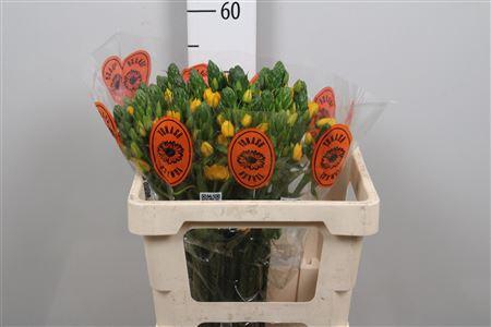 <h4>Ornit Db Yellow Asa</h4>