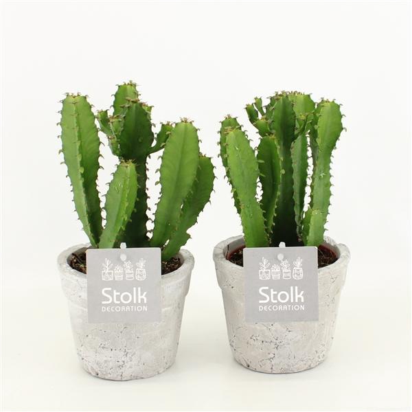 <h4>Euphorbia Triangularis 10,5 in stone look pot</h4>