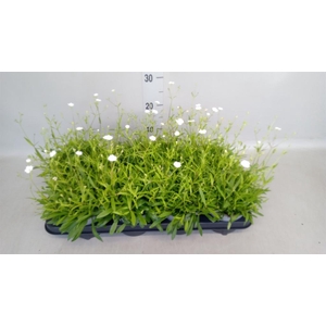 Silene   ...