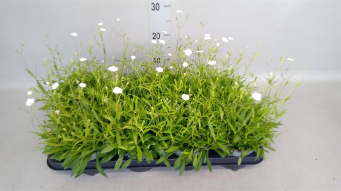 <h4>Silene   ...</h4>