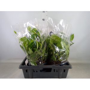 Epipremnum pinn.   HG