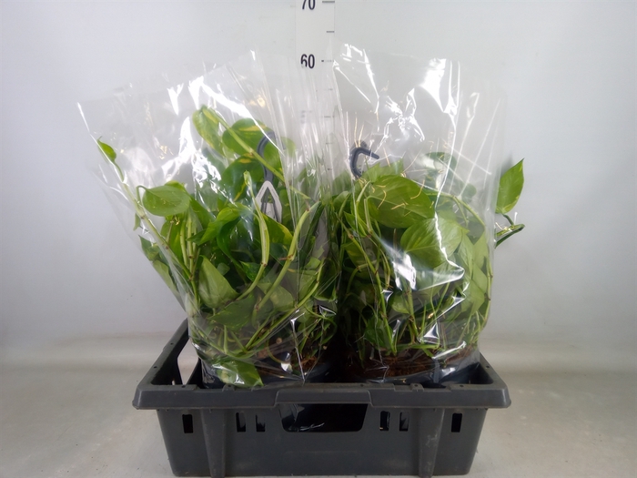 <h4>Epipremnum pinn.   HG</h4>