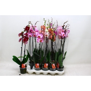 PHAL GEM