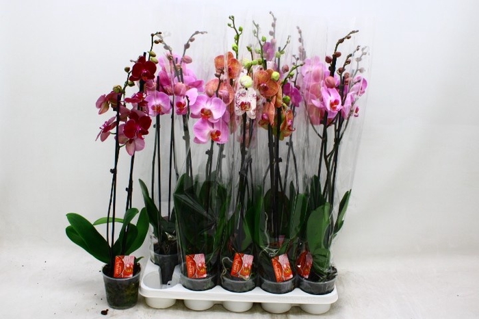 <h4>PHAL GEM</h4>