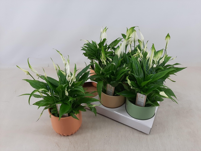 <h4>SPATH CHOPIN</h4>