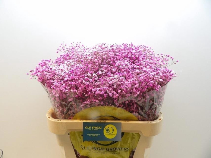 <h4>GYPS KLB H%</h4>