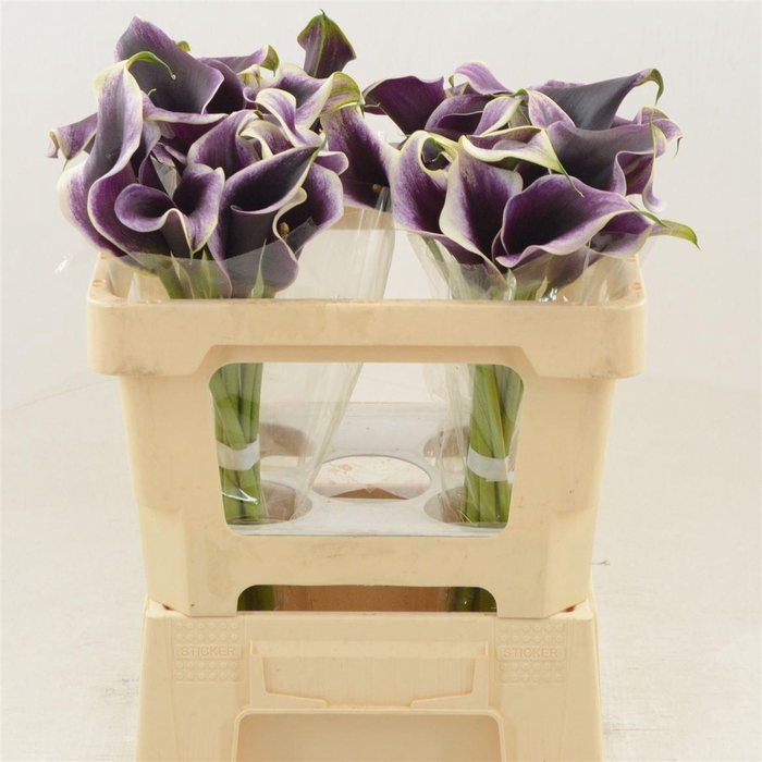 <h4>Calla Dubai Night</h4>