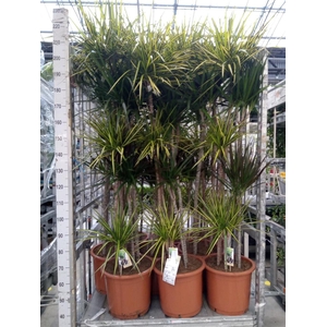Dracaena ...mix