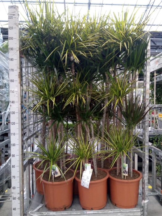 <h4>Dracaena   ...mix</h4>