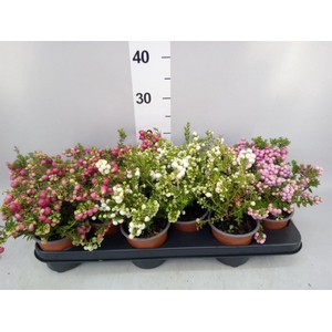 Gaultheria mucronata