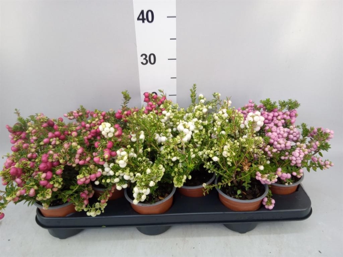 Gaultheria mucronata