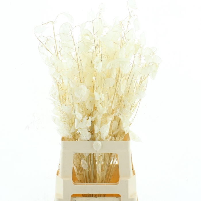 <h4>SNIJBLOEMEN KLB H%</h4>