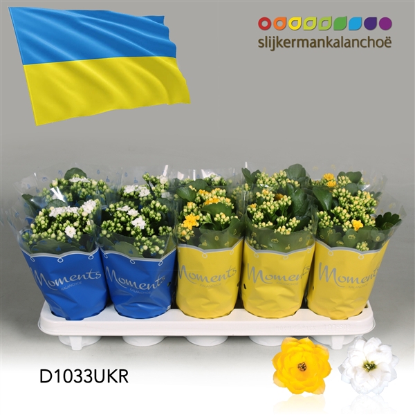 <h4>Kalanchoe Moments - Ukraine flag</h4>