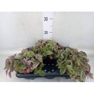 Tradescantia   ...