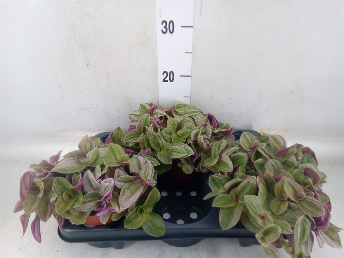 <h4>Tradescantia   ...</h4>