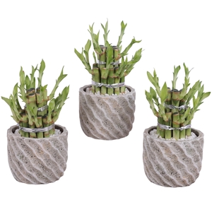 Lucky Bamboo Shape Round 2B Ø11cm Ceramic NT668