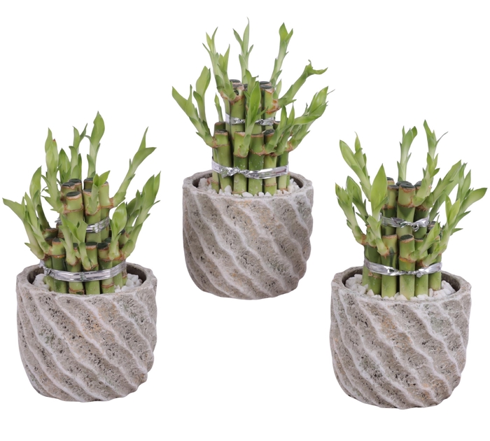 <h4>Lucky Bamboo Shape Round 2B Ø11cm Ceramic NT668</h4>