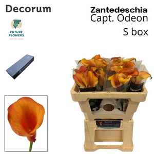 ZANT CAPT ODEON SMALL BOX 50 CM 20 ST.