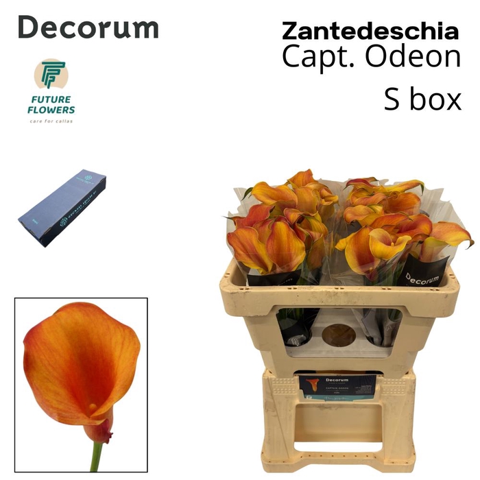 <h4>ZANT CAPT ODEON SMALL BOX 50 CM 40 ST.</h4>