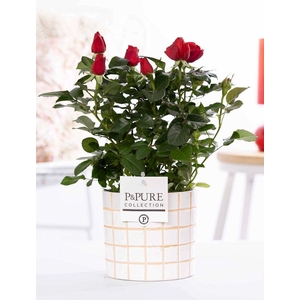 Rosa red in P&PURE Tirza ceramics