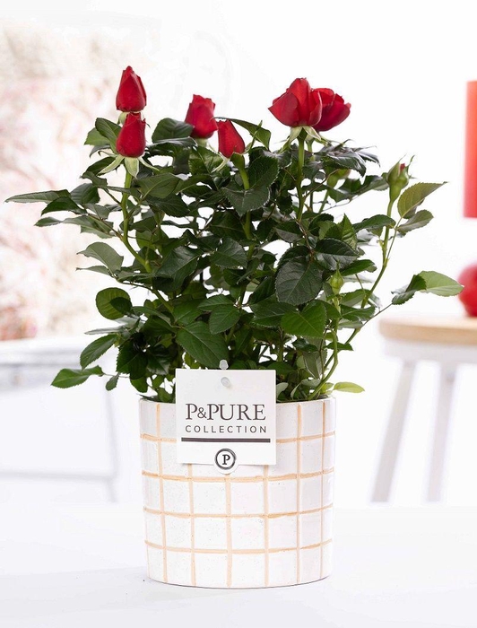 <h4>Rosa red in P&PURE Tirza ceramics</h4>