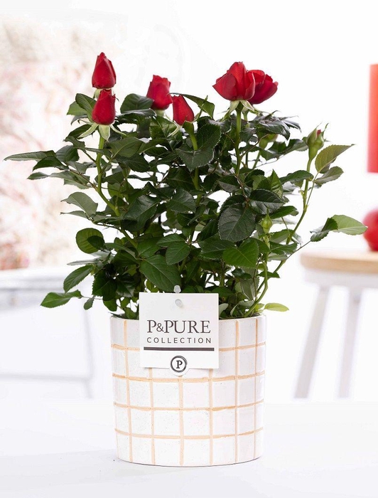 <h4>Rosa red in P&PURE Tirza ceramics</h4>