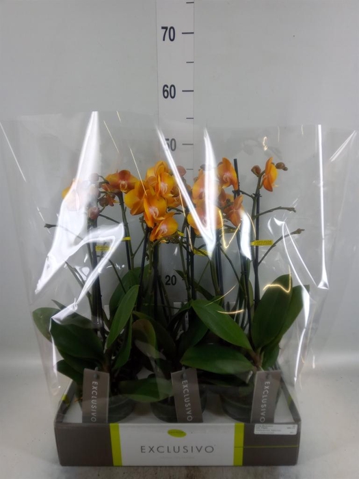 <h4>Phalaenopsis multi. 'Ant Las Vegas'</h4>