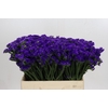 Limonium sinuatum Navy Sun Birds