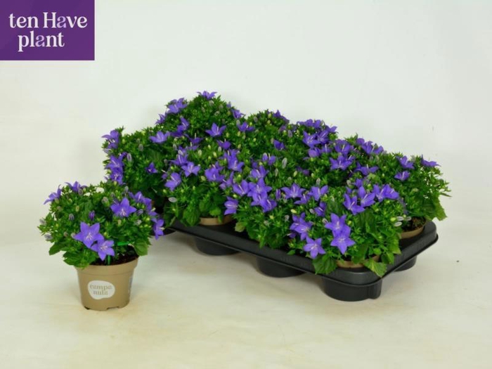 <h4>CAMP IS NAPOLI</h4>