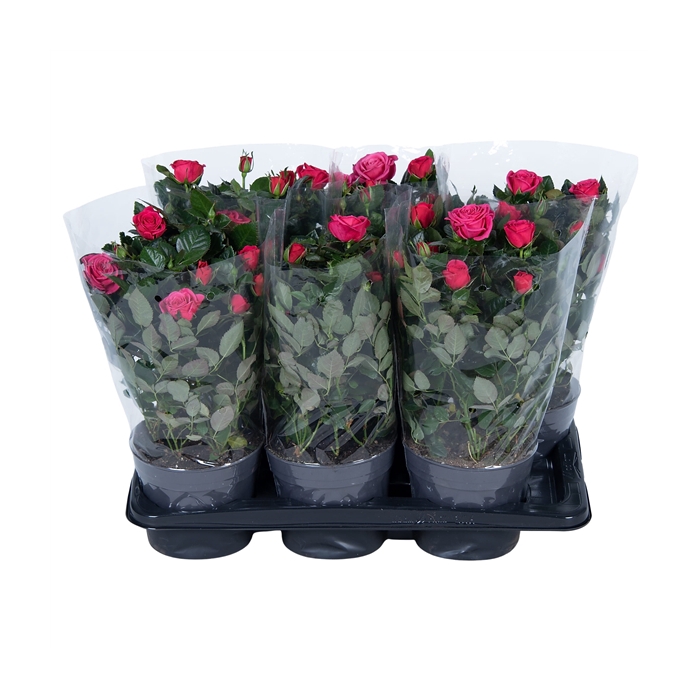<h4>Nolina Roses Ø 17 cm Deep pink Blanco sleeve</h4>
