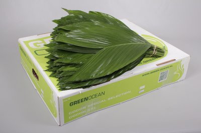 Leaf cocos box XXXL Green Ocean