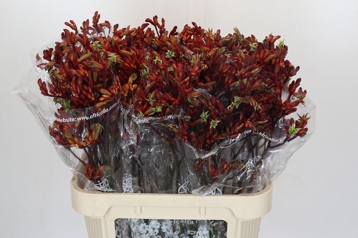 <h4>ANIGOZ EARLY SPRING</h4>