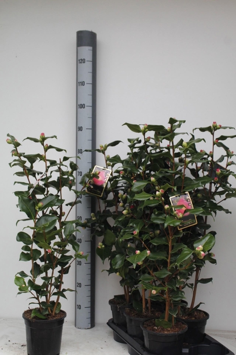 <h4>CAME J DR KING</h4>