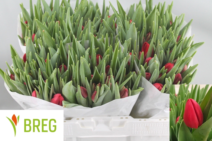 <h4>TU EN RED STONE</h4>