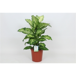 Purify Dieffenbachia Mars 24 cm